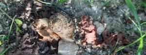 Vigne : les escargots progressent, risque élevé !