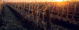 Vigne : Le réseau de piégeage se déploie