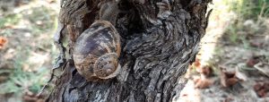 Vigne : des escargots en activité malgré le froid
