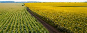 Cultures de Printemps : Légère inflexion de la dynamique limaces
