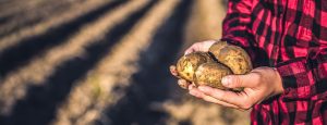 Pommes de Terre : Un début de campagne sans limaces