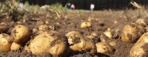 Pommes de Terre : Moins de pluie et toujours peu de limaces