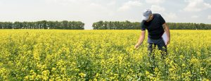 Colza : La présence des limaces se fait déjà sentir dans l’Est