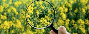Colza : le duo humidité-soleil favorise aussi les limaces !