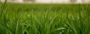 Blé : Semaine sous la pluie et des limaces en veille… dynamique !