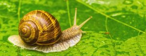 Vigne : Tempête ou pas, les escargots avancent !