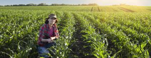 Cultures de Printemps : Les limaces en progression