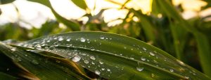 Cultures de Printemps : Retour de la pluie et éclosion de limaces