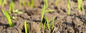 Blé : Météo propice à la levée… et aux limaces !